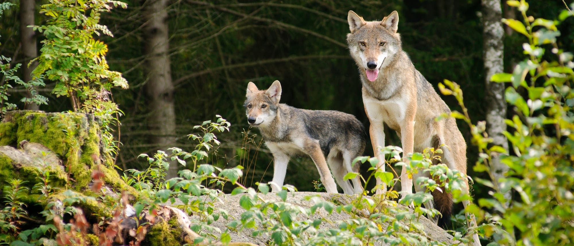 Eine Wölfin mit ihrem Jungen