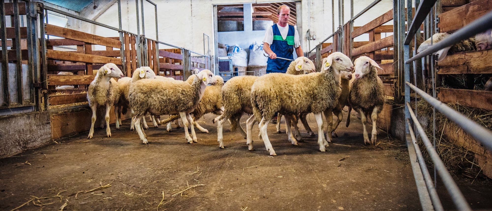 Schafe bei tierärztlicher Untersuchung
