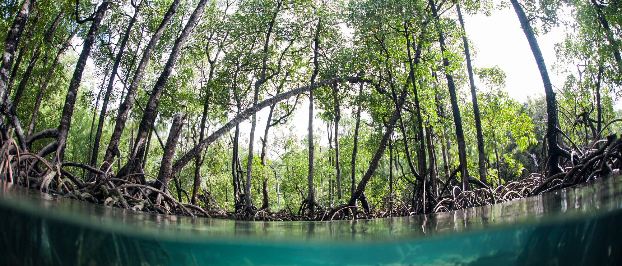 Mangrovenwald in Indien