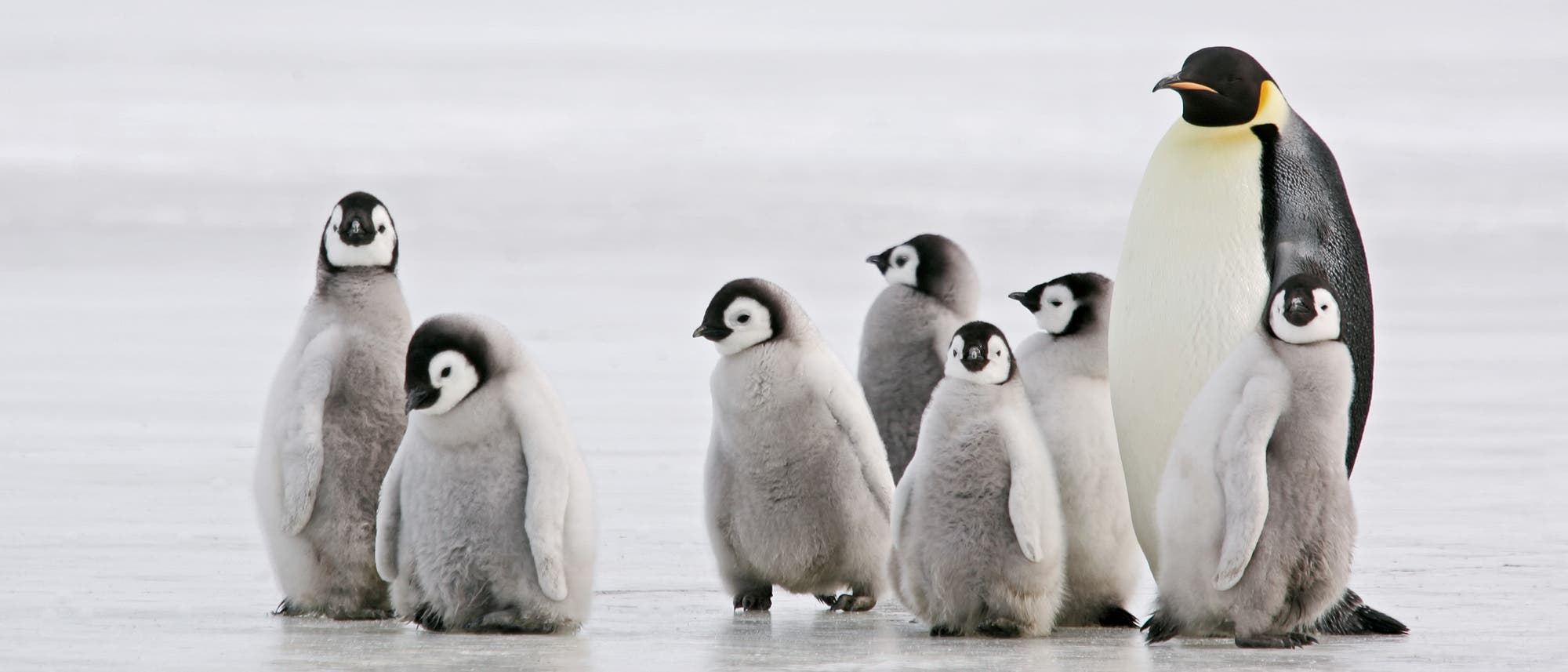 Ein ausgewachsener Kaiserpinguin und sieben Jungtiere auf dem Eis.