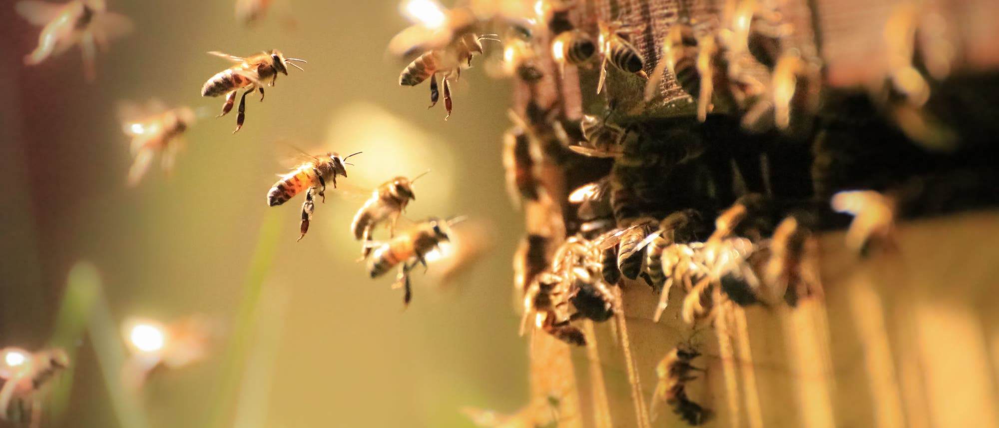 Bienen im Anflug auf den Stock.