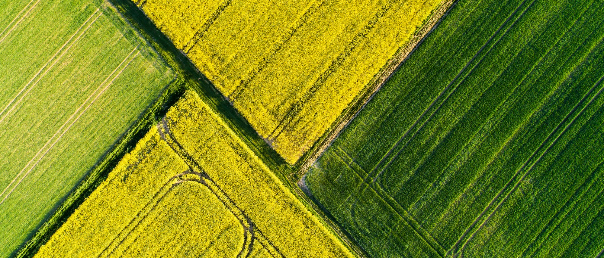 Vier Felder in Gelb- und Grüntönen grenzen in dieser Luftaufnahme aneinander.