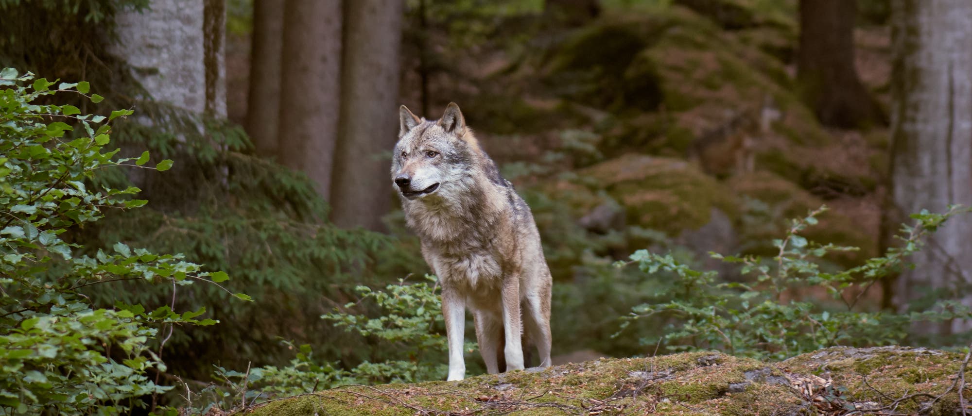 Ein Wolf steht auf einer Anhöhe in lichtem Wald.