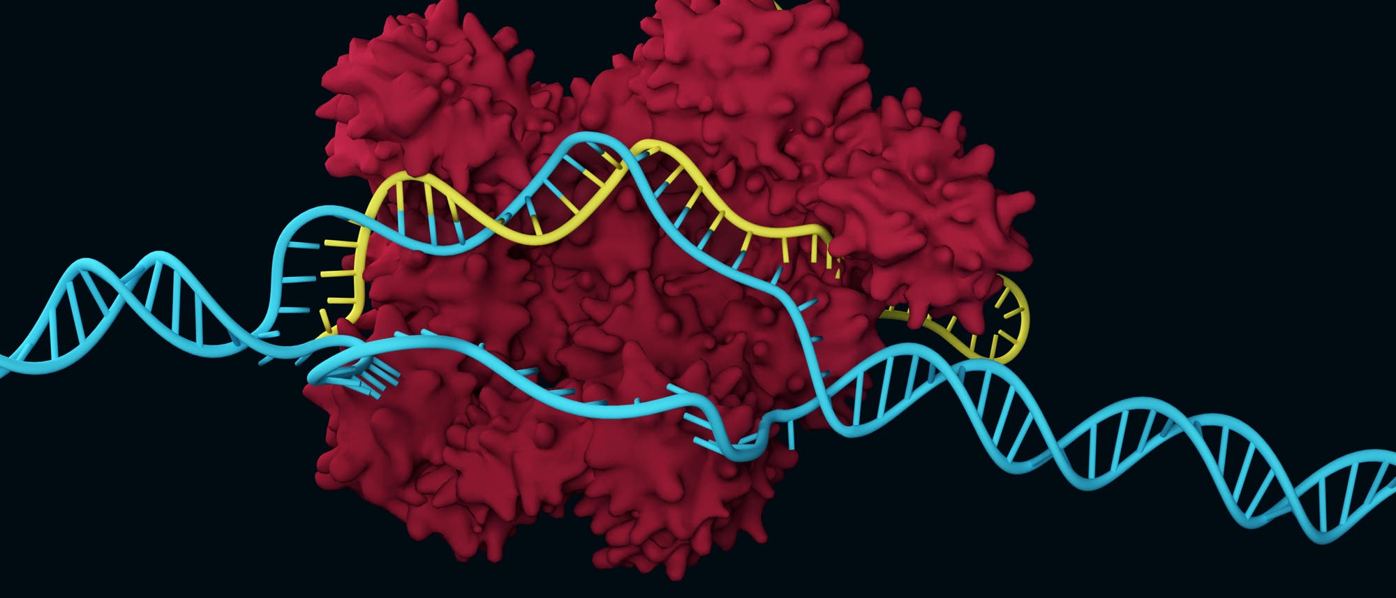 Das Enzym Cas9 mit einem DNA-Strang und einer daran gebundenen RNA.