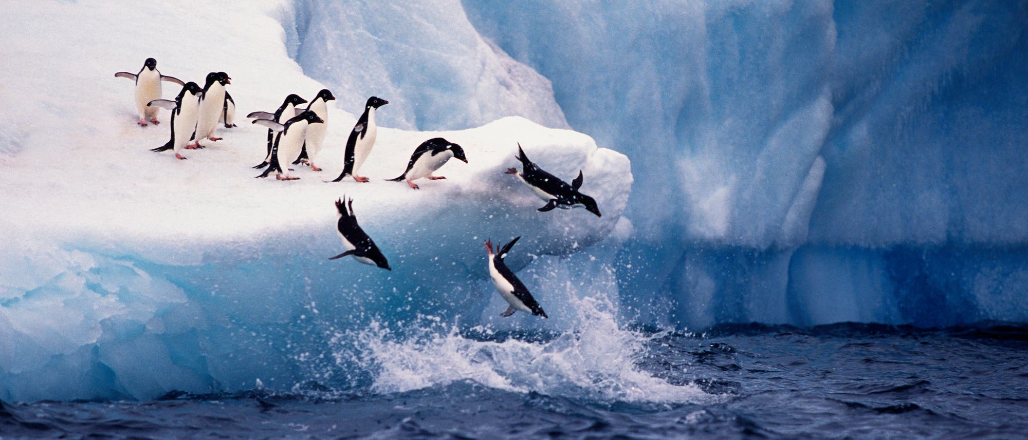 Adelie-Pinguine springen von einem Eisberg