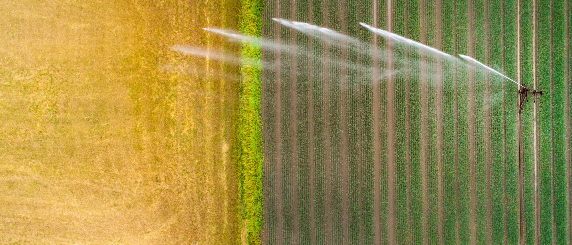 Bewässerungssystem auf einem Weizenfeld