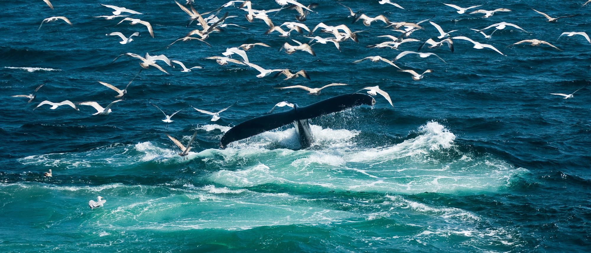 Wale füttern ganze Ökosysteme