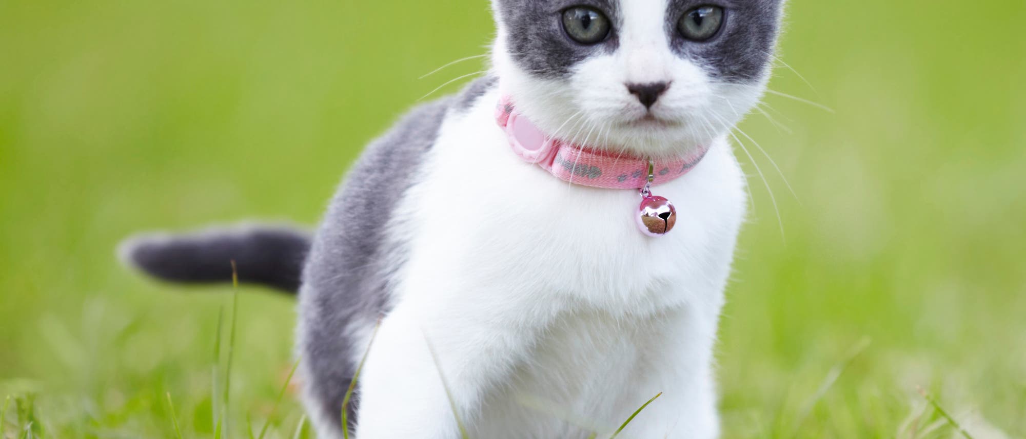 Katze mit normalem Glöckchenhalsband