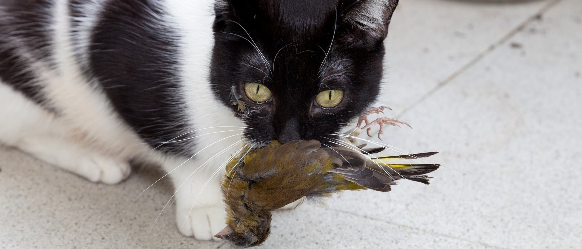 Katze mit erbeutetem Vogel