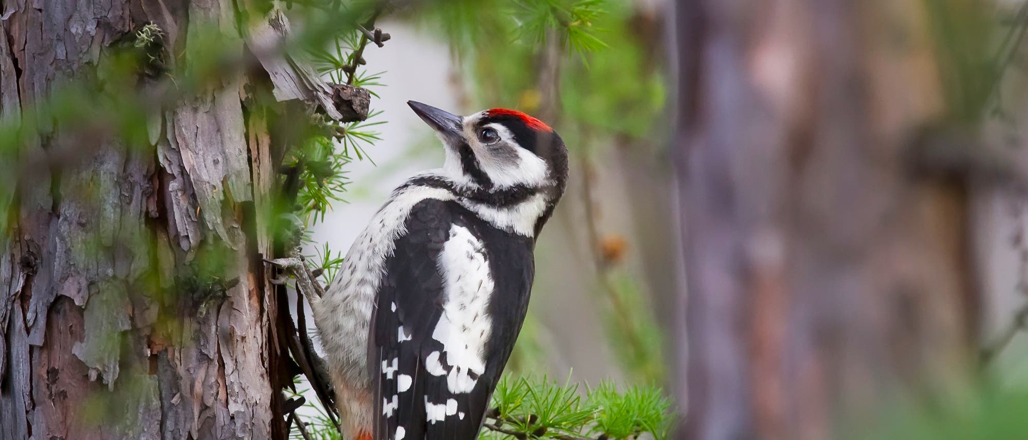 Ein Buntspecht mit leuchtend rotem Fleck auf dem Kopf sitzt an einem Baumstamm in einem Waldgebiet. Der Vogel hat ein schwarz-weißes Gefieder mit markanten Mustern. Umgeben von grünen Nadeln und Baumrinde, scheint der Specht aufmerksam zu lauschen oder nach Nahrung zu suchen. Ein Buntspecht mit leuchtend rotem Fleck auf dem Kopf sitzt an einem Baumstamm in einem Waldgebiet. Der Vogel hat ein schwarz-weißes Gefieder mit markanten Mustern. Umgeben von grünen Nadeln und Baumrinde, scheint der Specht aufmerksam zu lauschen oder nach Nahrung zu suchen.