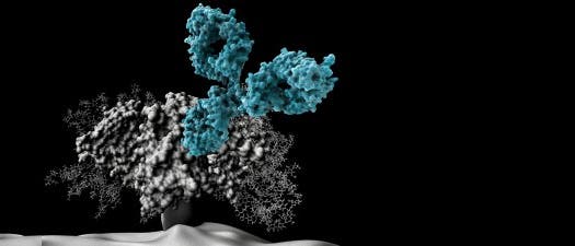 Ein Antikörper nähert sich einem HIV-Oberflächen-Molekül 