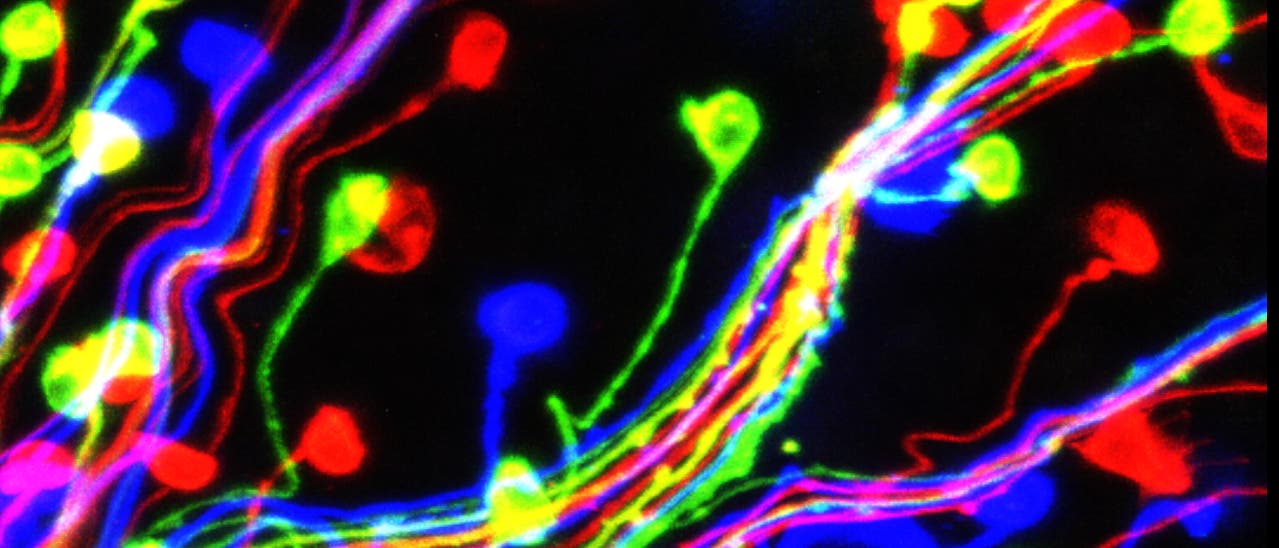 Farblich markierte Nervenzellen im Gehirn einer Fruchtfliege