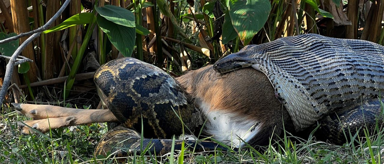 Ein Tigerpython-Weibchen verspeist einen Weißwedelhirsch. 