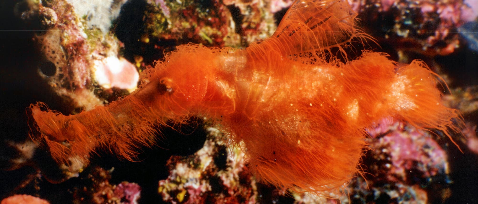 Ein orangefarbenes, haariges Meereslebewesen, das einem Seepferdchen ähnelt, schwimmt vor einem Hintergrund aus bunten Korallen und Meeresalgen. Die Textur des Tieres ist flauschig und es hat eine lange, gebogene Schnauze. Die Umgebung ist reich an Farben und Details, die die Vielfalt des Meereslebens zeigen. Ein orangefarbenes, haariges Meereslebewesen, das einem Seepferdchen ähnelt, schwimmt vor einem Hintergrund aus bunten Korallen und Meeresalgen. Die Textur des Tieres ist flauschig und es hat eine lange, gebogene Schnauze. Die Umgebung ist reich an Farben und Details, die die Vielfalt des Meereslebens zeigen.