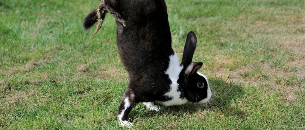 Kaninchen macht Handstand