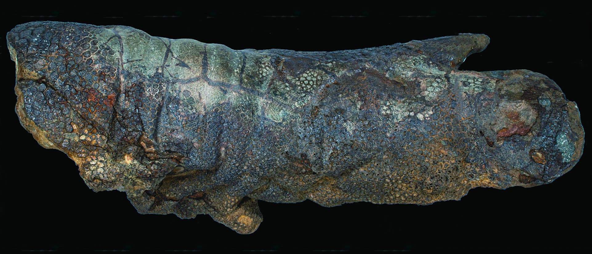 Versteinerte Haut eines Dinosauriers. Das Alter: zirka 70 Millionen Jahre.