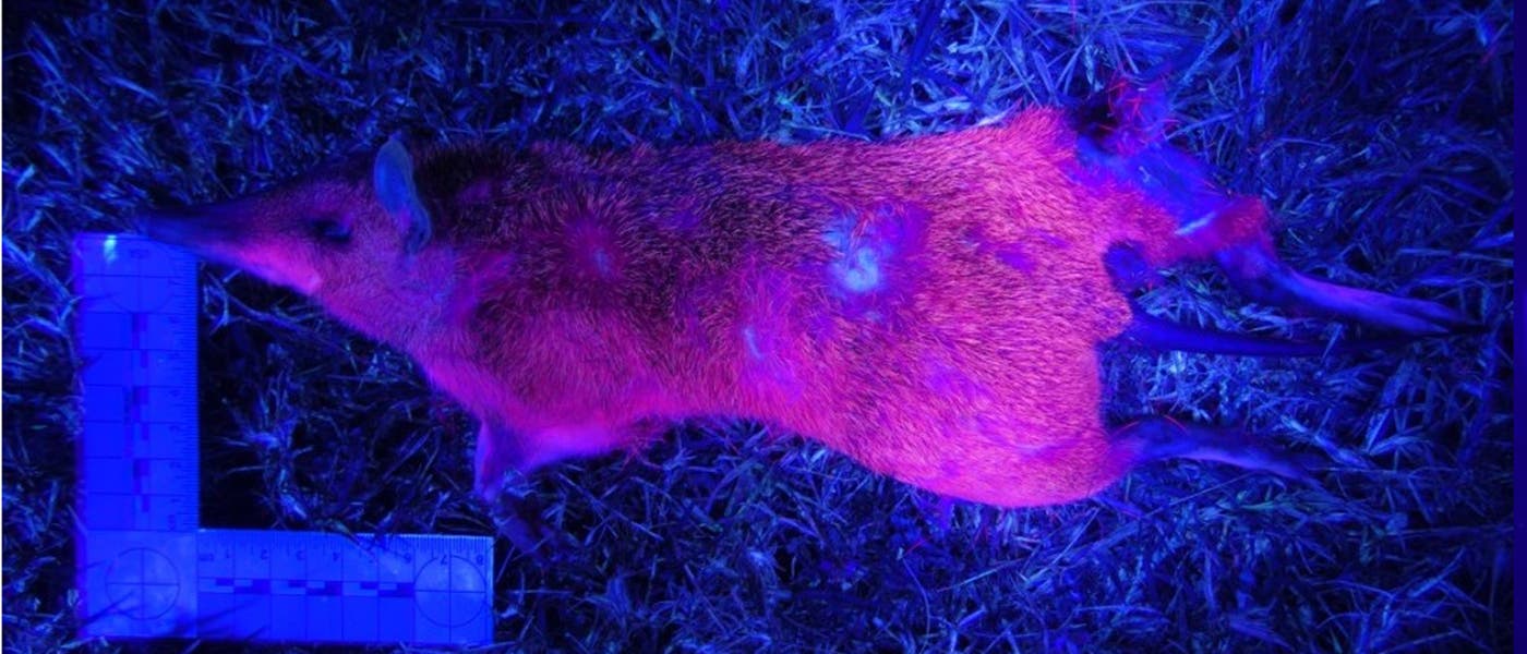 Ein Beuteltier liegt auf dem Boden, beleuchtet von ultraviolettem Licht, das sein Fell in leuchtenden Farben erscheinen lässt. Ein Beuteltier liegt auf dem Boden, beleuchtet von ultraviolettem Licht, das sein Fell in leuchtenden Farben erscheinen lässt.