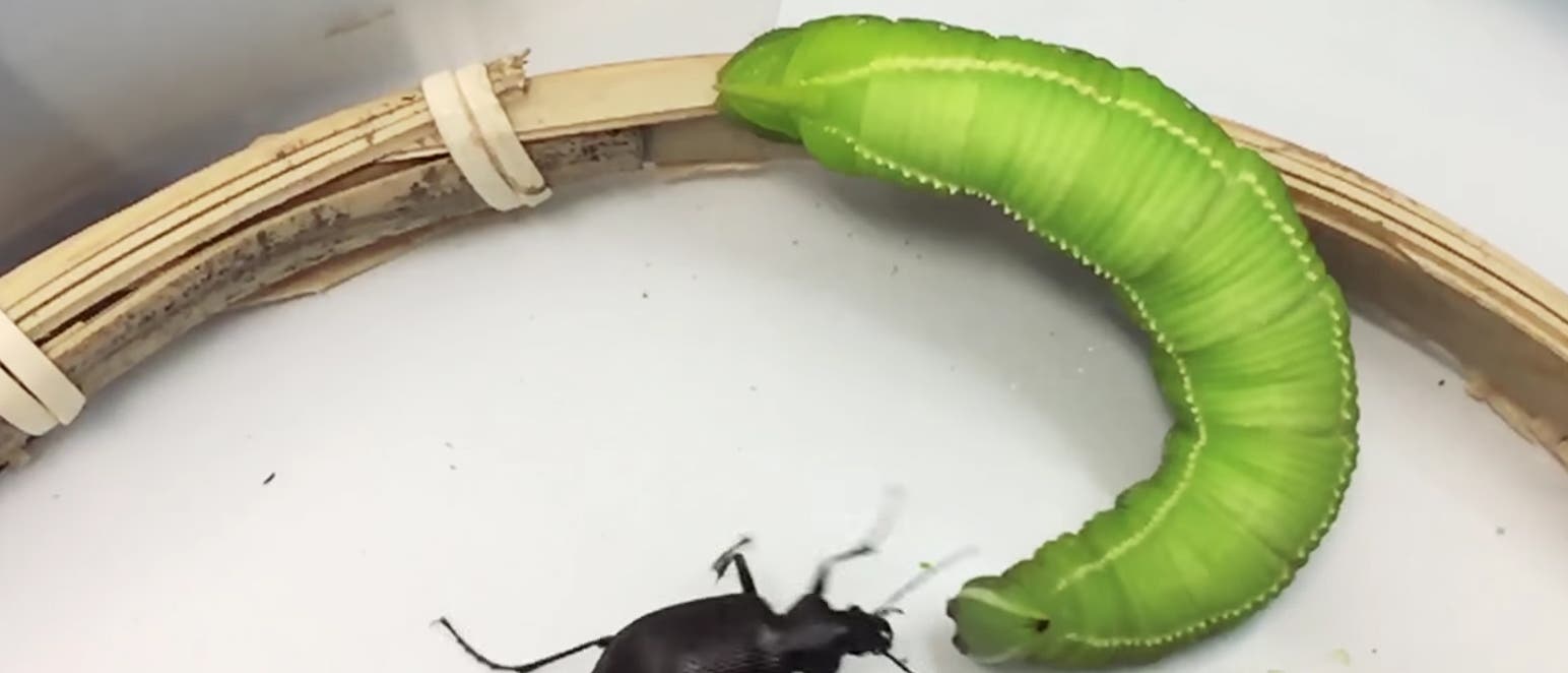 Raupe schleudert Käfer davon