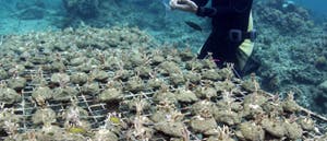 Korallen-Setzlinge