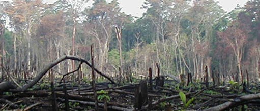 Abholzung der Wälder erhöht Kohlendioxid in der Atmosphäre