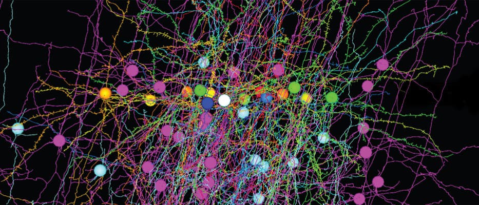 Dreidimensionale Darstellung von vierzehn Neuronen