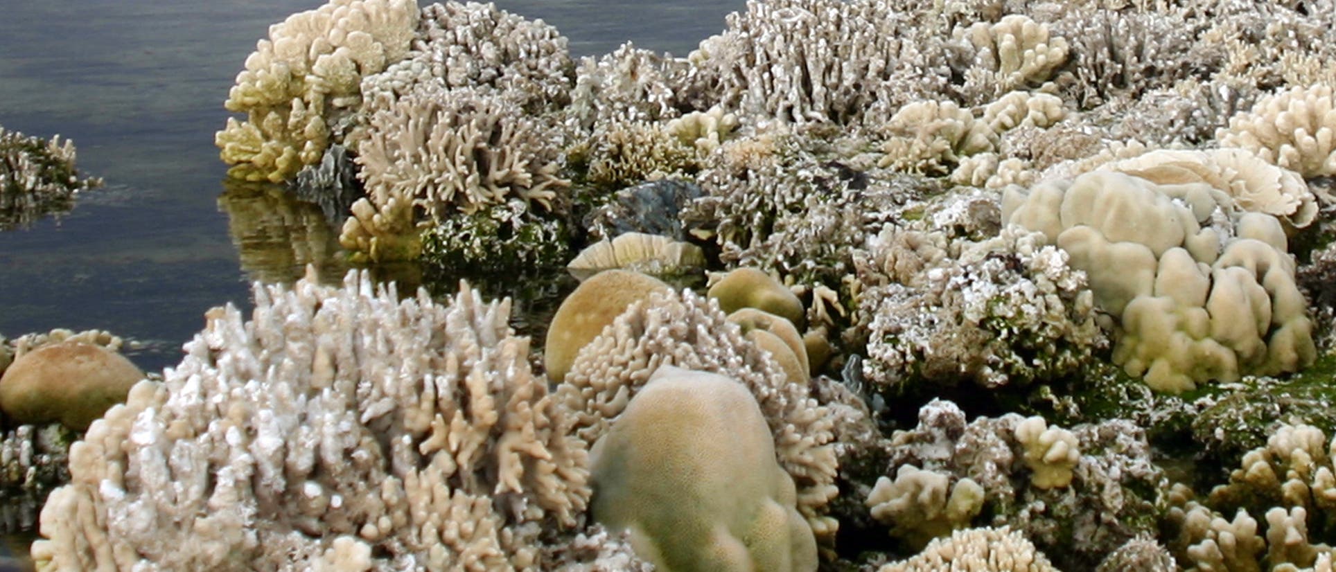 Nach Erdbeben abgestorbene Korallen