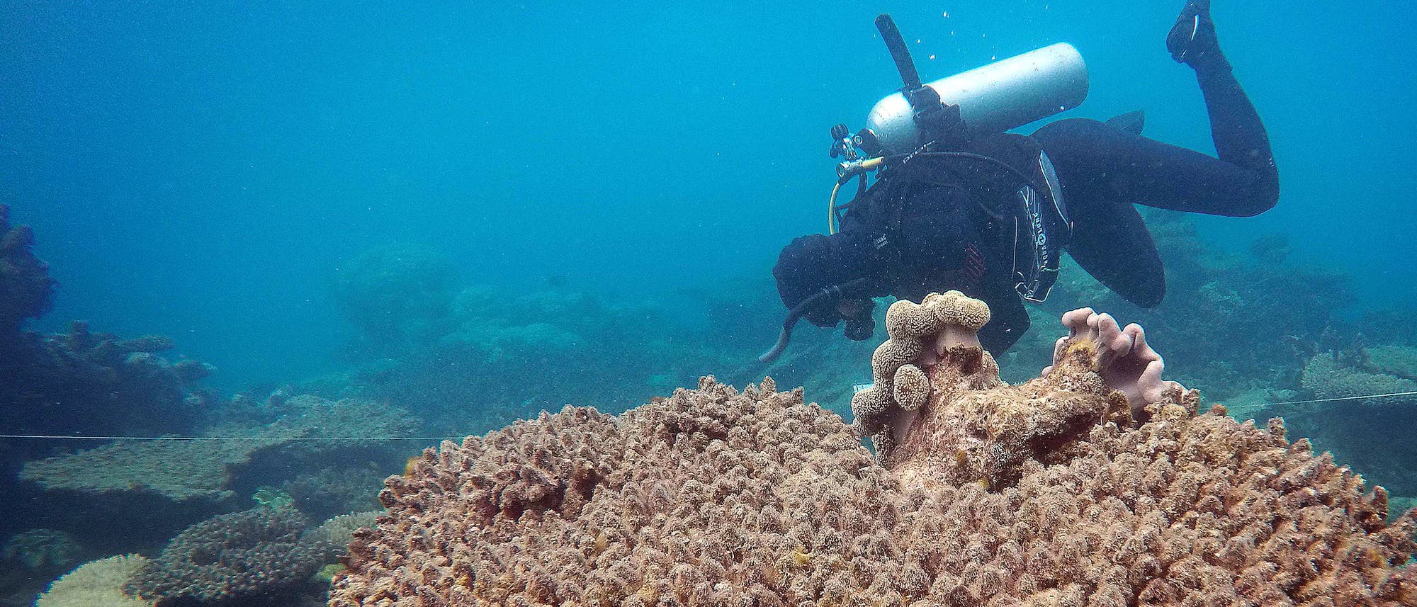 Taucher dokumentiert die Schäden durch Korallenbleiche am Great Barrier Reef