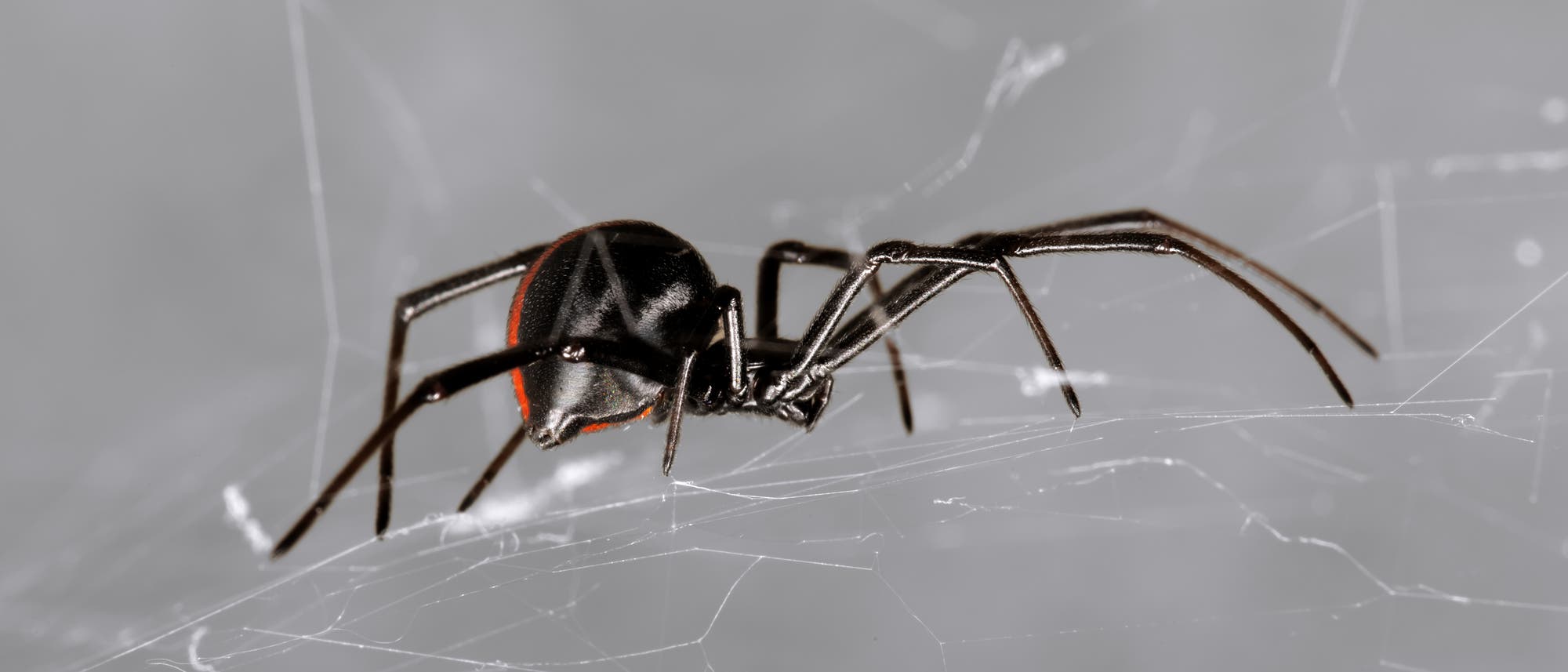Eine Spinne krabbelt im Netz