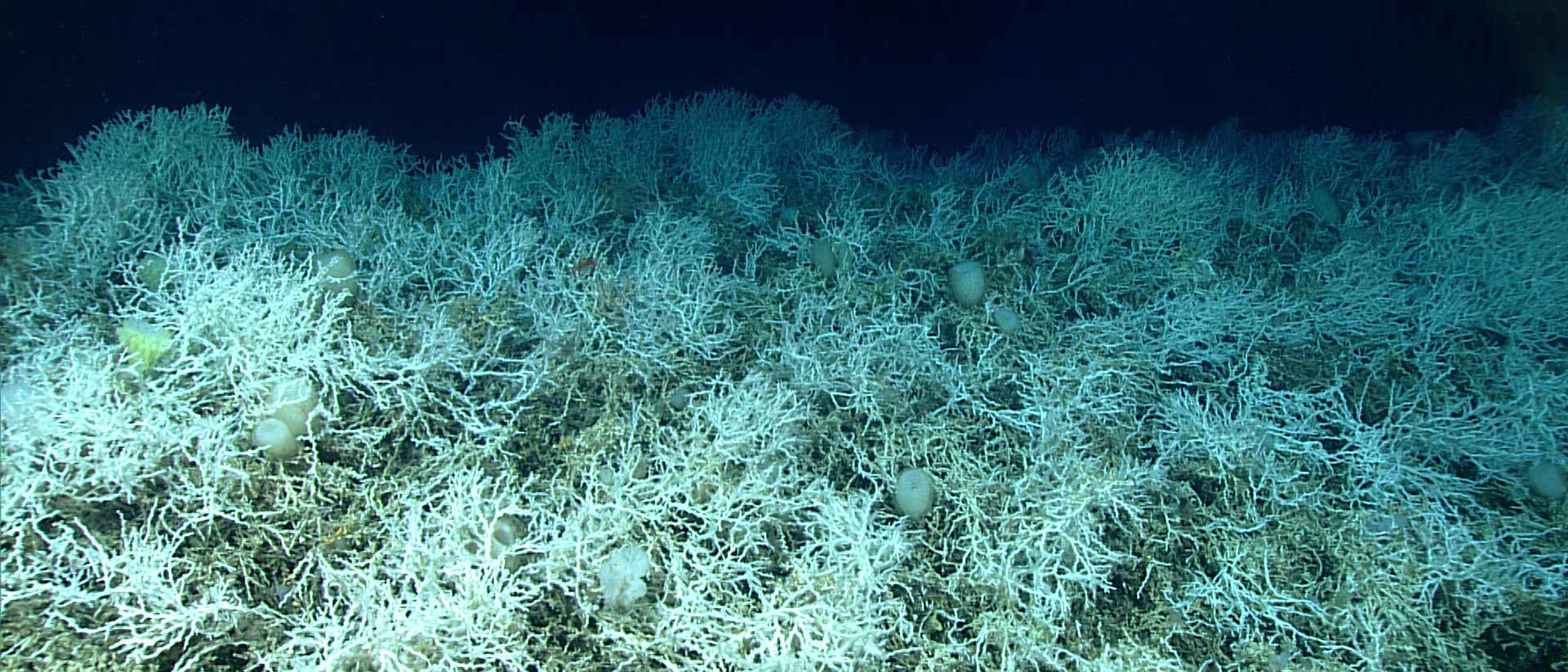 Mar profundo: se ha descubierto un enorme arrecife de coral de agua fría en un lugar inesperado