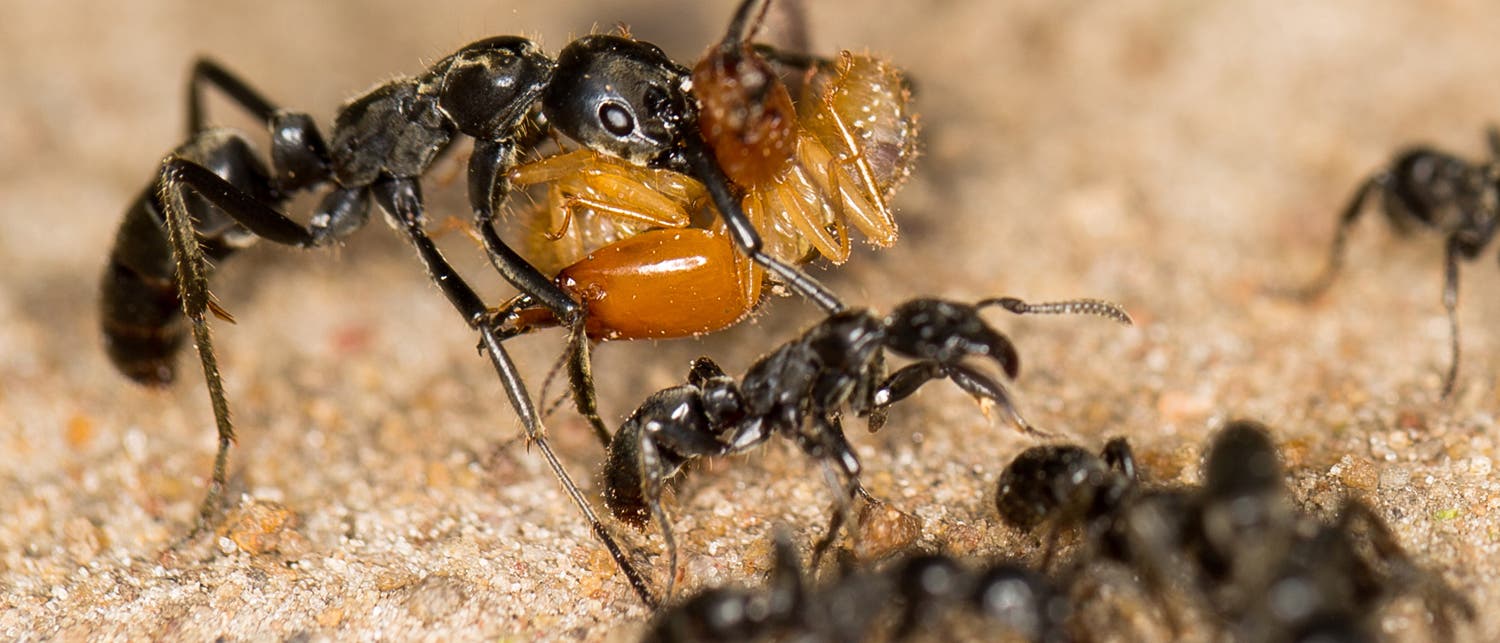 Matabele-Ameisen tragen erbeutete Termiten ins Nest