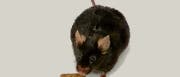 Übergewichtige Maus