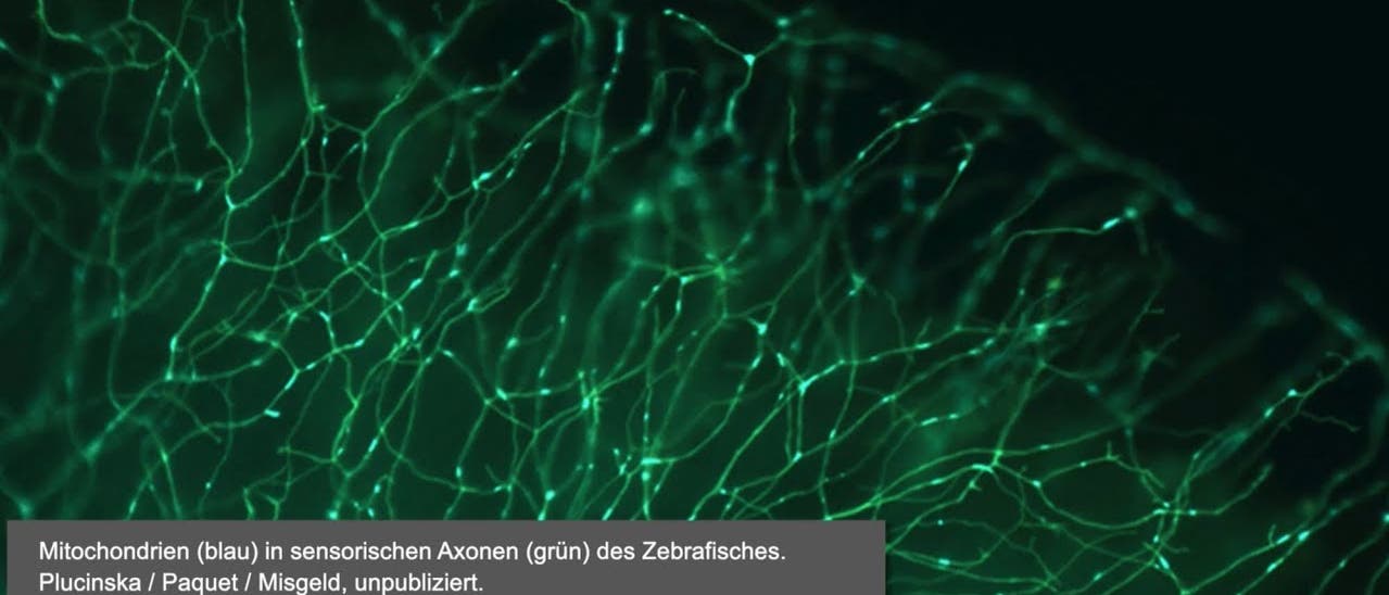 Munich Brain Day 2025