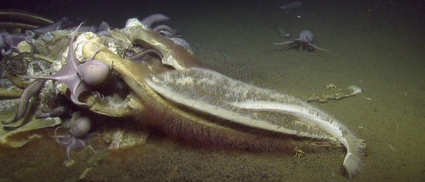 Eine Gruppe von Kraken versammelt sich um das Skelett eines Wals auf dem Meeresboden. Die Kraken sind dabei, das Skelett zu erkunden und möglicherweise zu fressen. Der sandige Meeresboden ist im Hintergrund sichtbar. Die Szene vermittelt ein Bild des Lebens und der Nahrungskette in der Tiefsee.