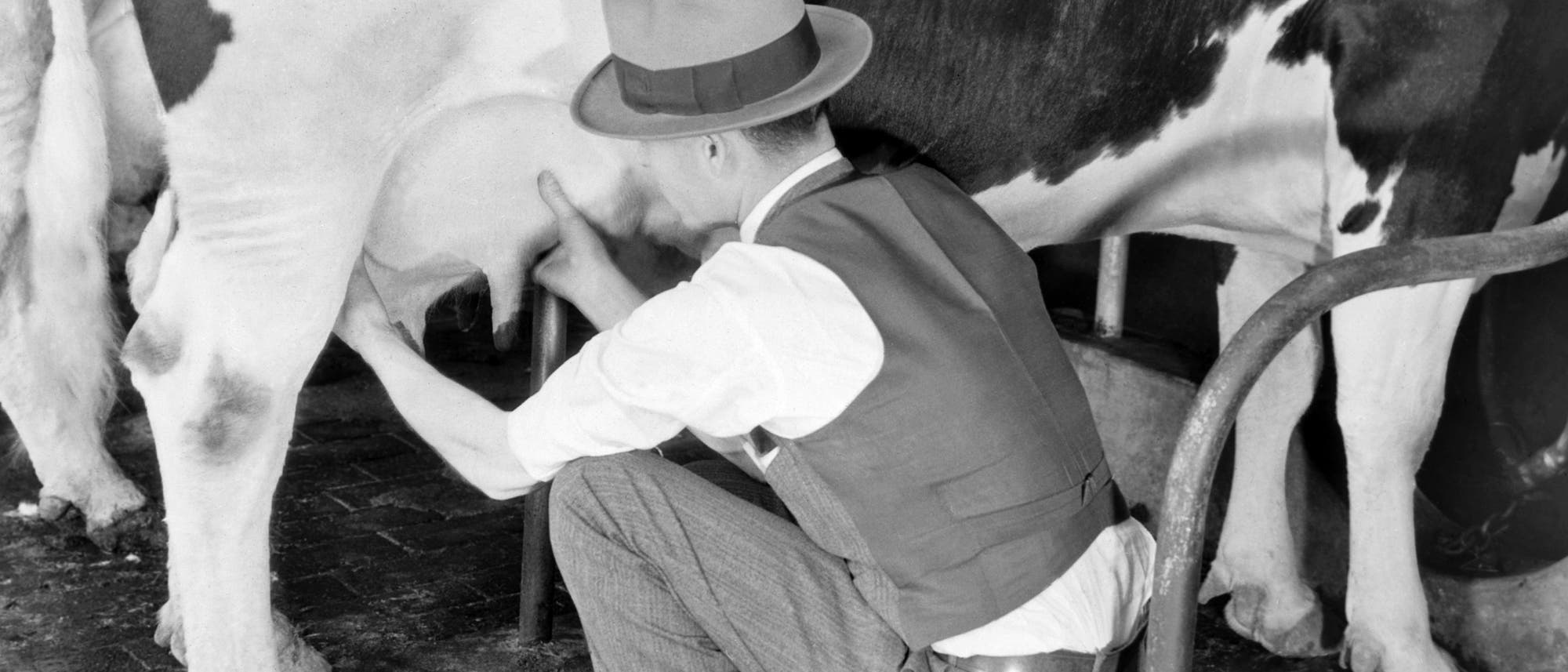 Untersuchung von Kühen um bakterielle Verunreinigung zu verhindern