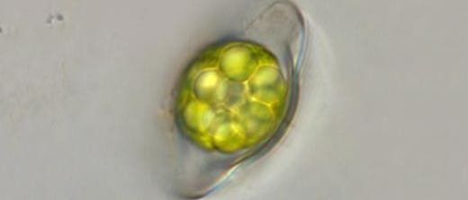 Sie sieht ein bisschen aus wie der Saturn - oder? Zumindest trägt <em>Saturnella saturnus</em>, eine Alge aus englischen Mooren, den Namen des Gasplaneten.