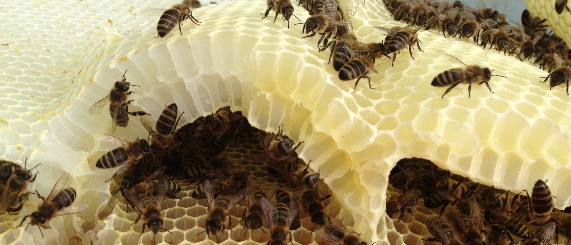 Bienen auf einer Wabe