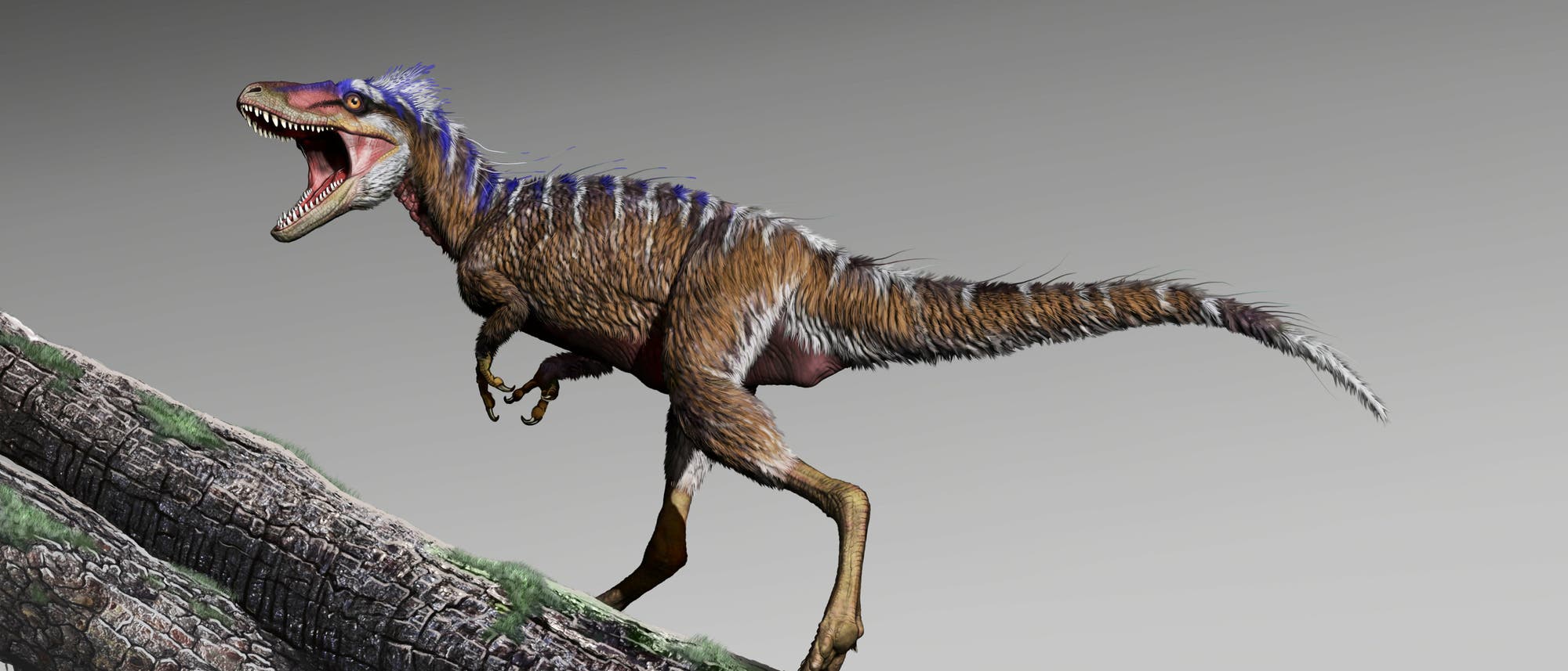 Neu entdeckter Dinosaurier in Lebendrekonstruktion