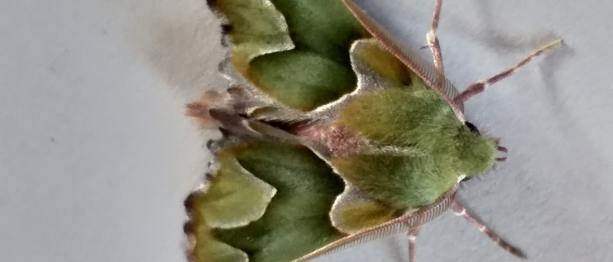 Ein Foto einer Motte mit gr&uuml;nlichen Fl&uuml;geln, die auf einer hellen Oberfl&auml;che ruht. Die Fl&uuml;gel haben braune R&auml;nder und eine samtige Textur. Die Motte hat lange, d&uuml;nne F&uuml;hler und ist in einer ruhigen Position abgebildet.