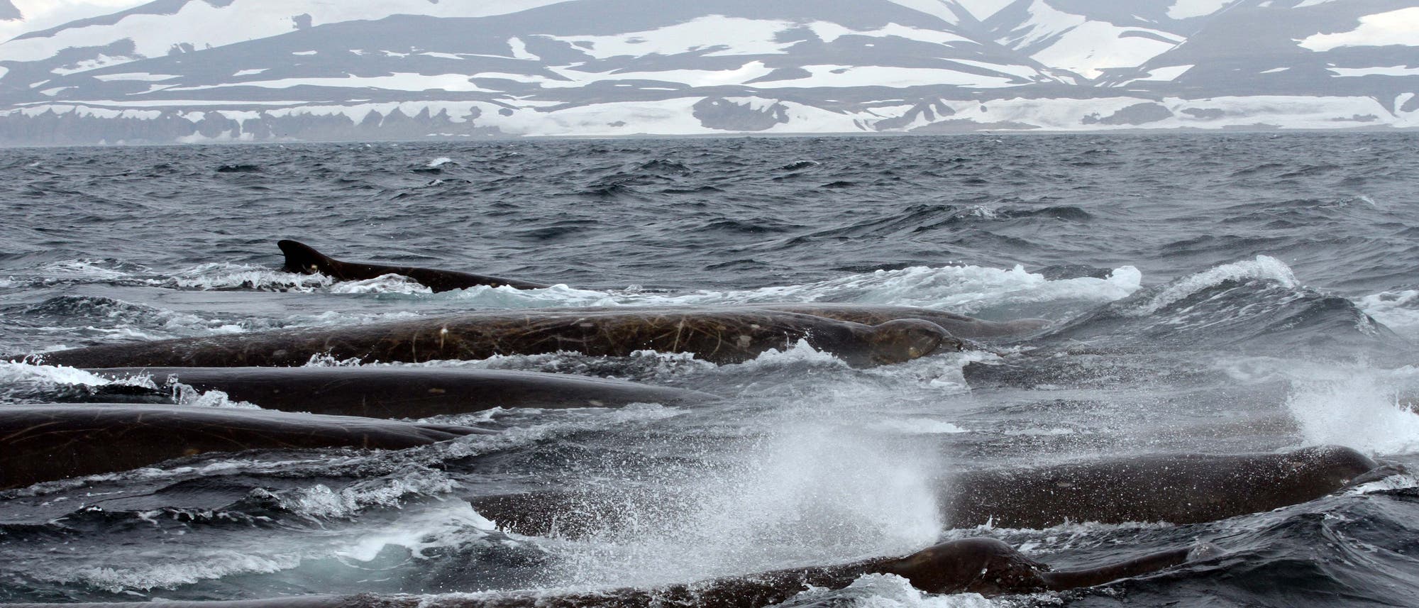 Eine Gruppe Schnabelwale taucht im Meer vor den Commander Islands auf. Der Himmel ist grau, das Wasser düster