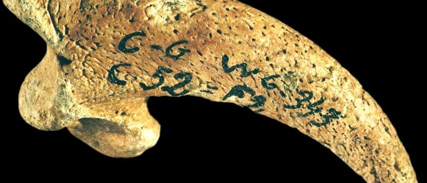 Schmückten sich Neandertaler mit Adlerklauen?