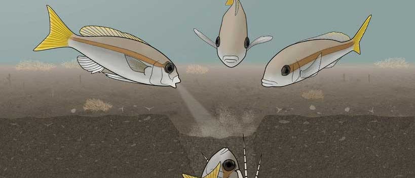 Fische attackieren den Bobbitwurm (Zeichnung) 