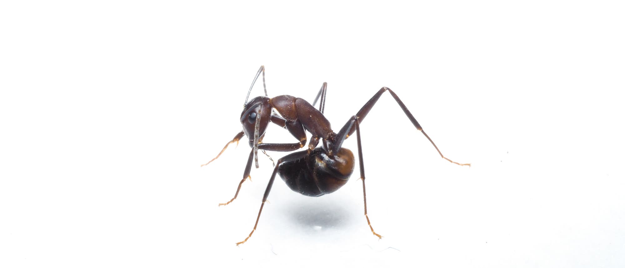 Eine Ameise putzt ihren Hinterleib und nimmt so Säure auf.