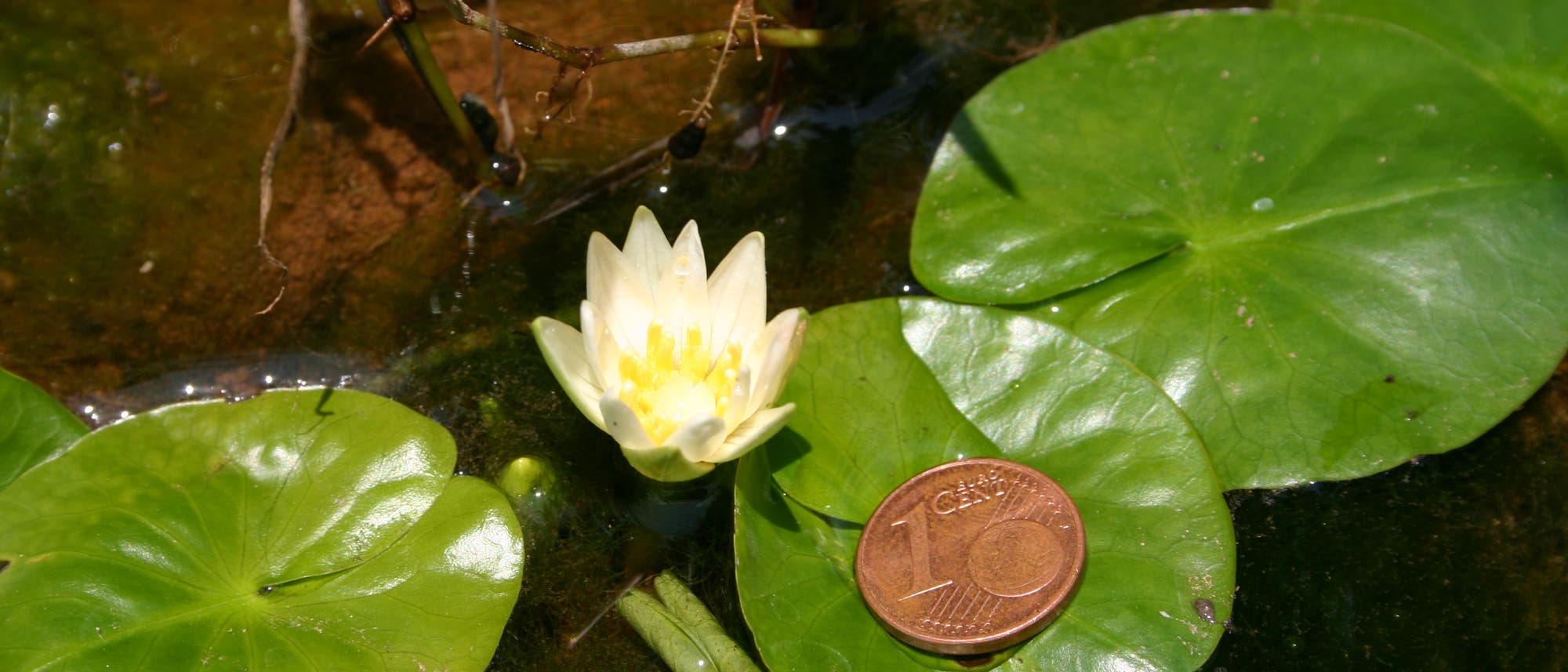 Die kleinste Seerose der Welt ist so groß wie eine Ein-Cent-Münze.