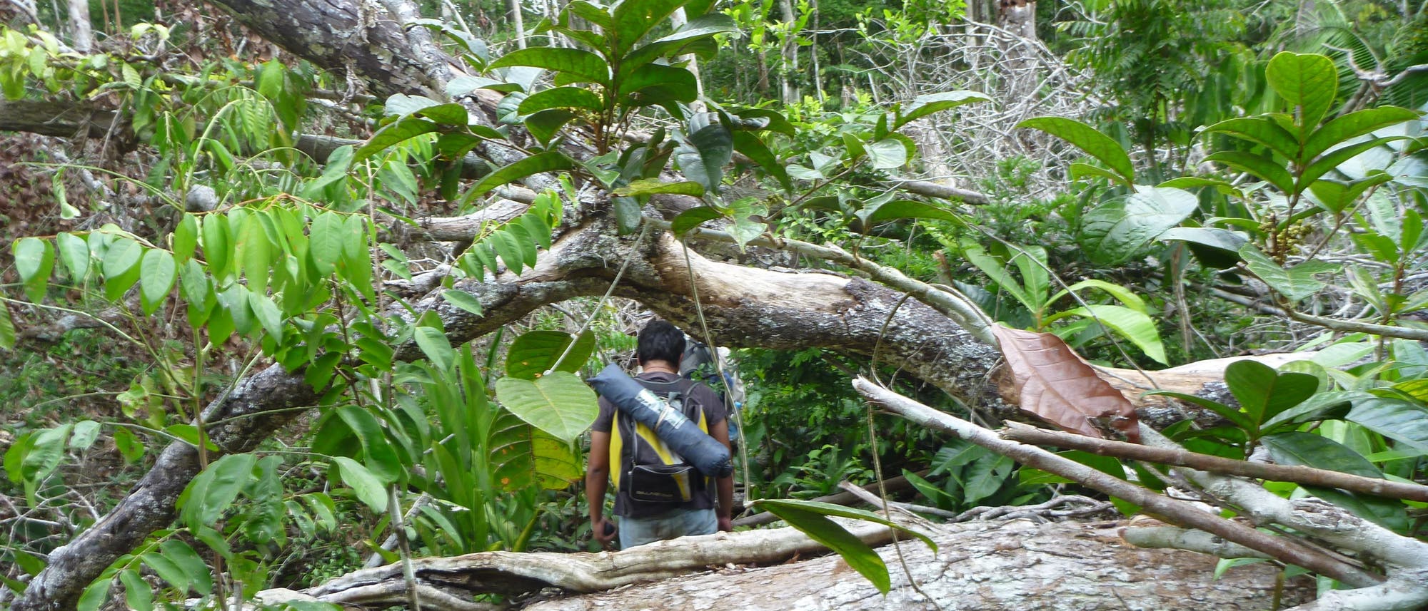 Ein indigener Mensch läuft zwischen umgestürzten Bäumen auf einer Windbruch-Lichtung im Amazonasregenwald. An den Rändern stehen noch Bäume mit dünnen Stämmen. Dazwischen stehen auch einzelne Schösslinge.