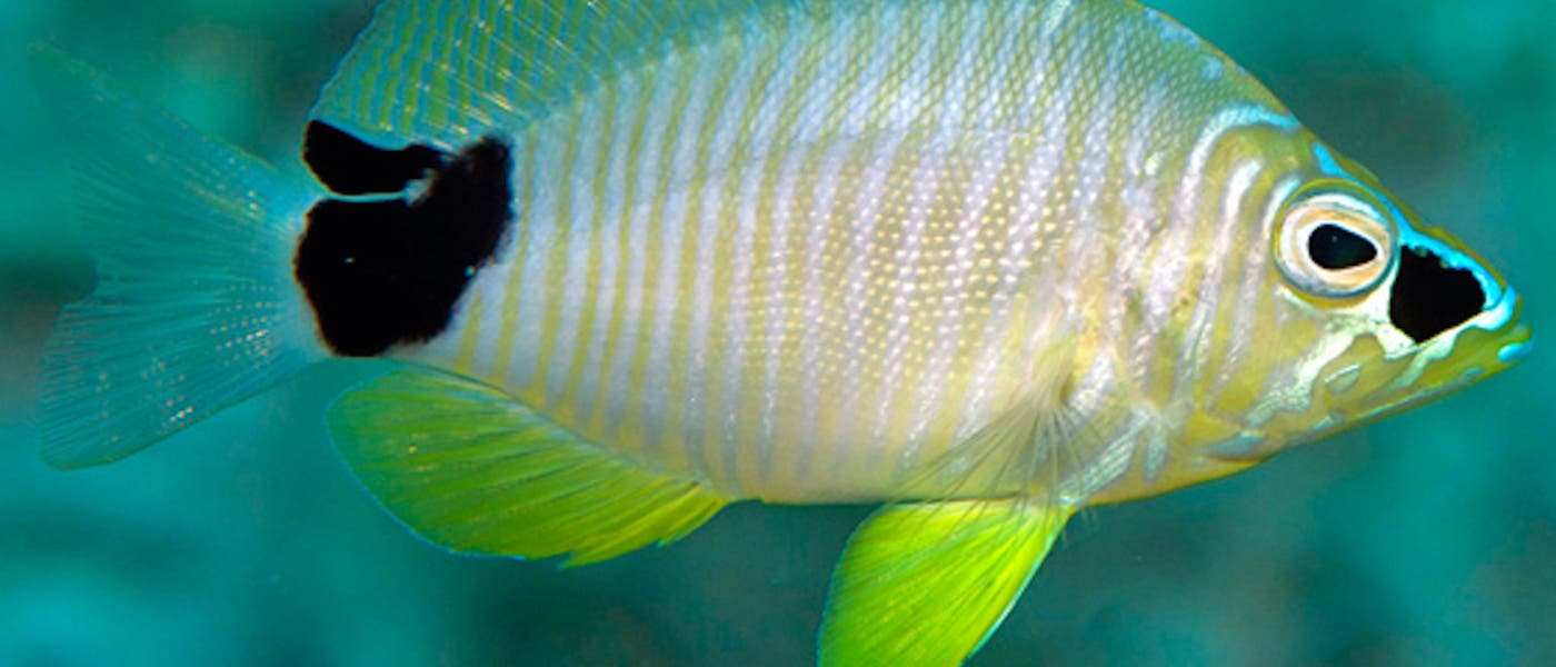 Ein gelblich-weißer Fisch mit leuchtend gelben Flossen und einem markanten schwarzen Fleck auf der Schwanzflosse schwimmt vor einem blauen Hintergrund. Der Fisch hat ein auffälliges schwarzes Muster um das Auge. Ein gelblich-weißer Fisch mit leuchtend gelben Flossen und einem markanten schwarzen Fleck auf der Schwanzflosse schwimmt vor einem blauen Hintergrund. Der Fisch hat ein auffälliges schwarzes Muster um das Auge.