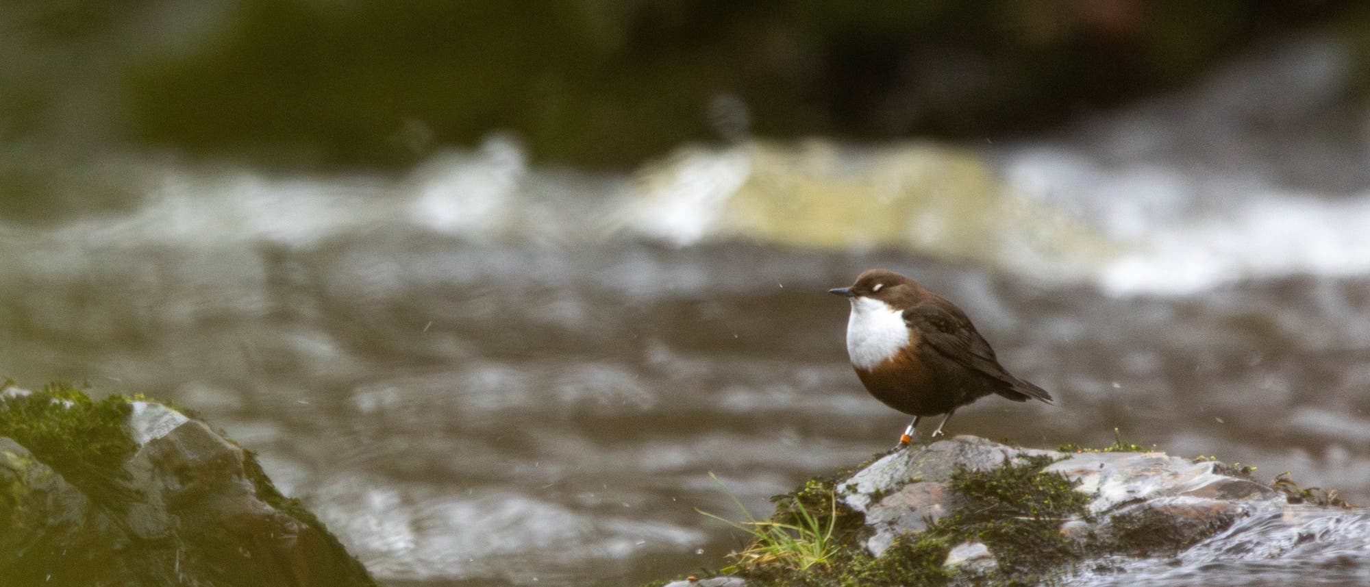 Ein kleiner Vogel mit braunem Gefieder und weißer Brust sitzt auf einem mit Moos bewachsenen Felsen in einem fließenden Bach. Die Umgebung ist unscharf, was den Fokus auf den Vogel lenkt. Der Bach fließt schnell, und das Wasser spritzt leicht um den Felsen herum. Ein kleiner Vogel mit braunem Gefieder und weißer Brust sitzt auf einem mit Moos bewachsenen Felsen in einem fließenden Bach. Die Umgebung ist unscharf, was den Fokus auf den Vogel lenkt. Der Bach fließt schnell, und das Wasser spritzt leicht um den Felsen herum.