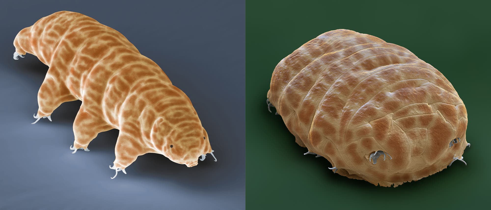 Elektronenmikroskopisches Bild eines Bärtierchens, auch Tardigrad genannt. Links ist das Tier in einer seitlichen Ansicht zu sehen, die seine acht Beine und die segmentierte Körperstruktur zeigt. Rechts ist eine Draufsicht, die die robuste, platte Form des Körpers hervorhebt. Beide Ansichten zeigen die charakteristische, faltige Hauttextur des Tardigraden. Der Hintergrund ist einmal grau und einmal grün.