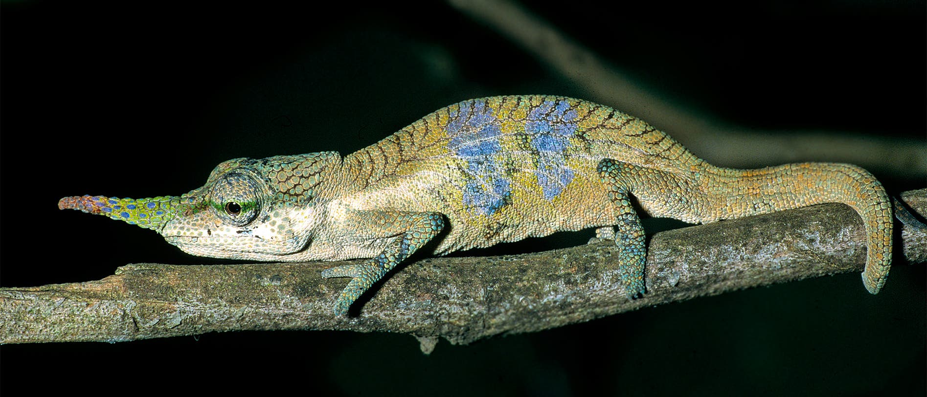 Ein Chamäleon mit einem langen, schmalen Horn auf der Nase sitzt auf einem Ast. Das Tier hat eine grünliche Haut mit blauen und gelben Mustern. Der Hintergrund ist dunkel, wodurch das Chamäleon hervorgehoben wird.