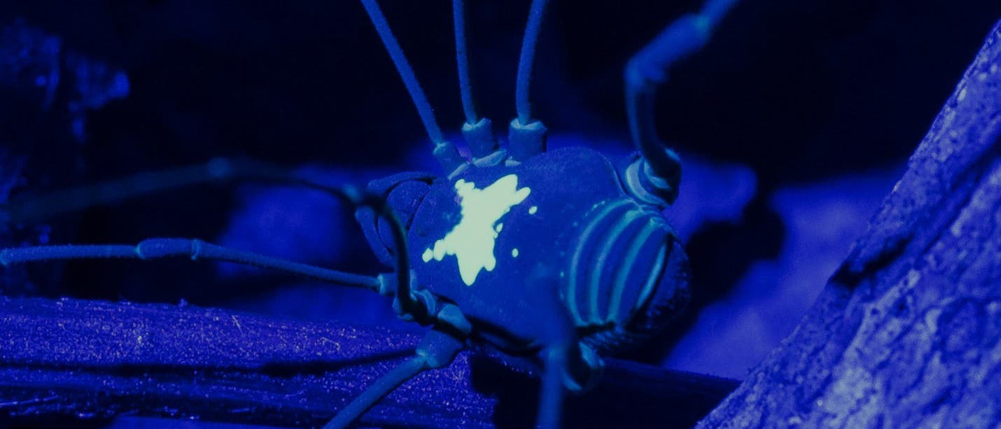 Fluoreszenzmikroskopisches Bild eines Spinnentiers, das unter UV-Licht leuchtet. Der Körper zeigt eine helle, fluoreszierende Markierung auf dem Rücken, während die langen Beine und der restliche Körper in einem dunklen Blau erscheinen. Das Bild hebt die fluoreszierenden Eigenschaften des Tiers hervor, das in einem natürlichen Umfeld auf einem Ast zu sehen ist. Fluoreszenzmikroskopisches Bild eines Spinnentiers, das unter UV-Licht leuchtet. Der Körper zeigt eine helle, fluoreszierende Markierung auf dem Rücken, während die langen Beine und der restliche Körper in einem dunklen Blau erscheinen. Das Bild hebt die fluoreszierenden Eigenschaften des Tiers hervor, das in einem natürlichen Umfeld auf einem Ast zu sehen ist.