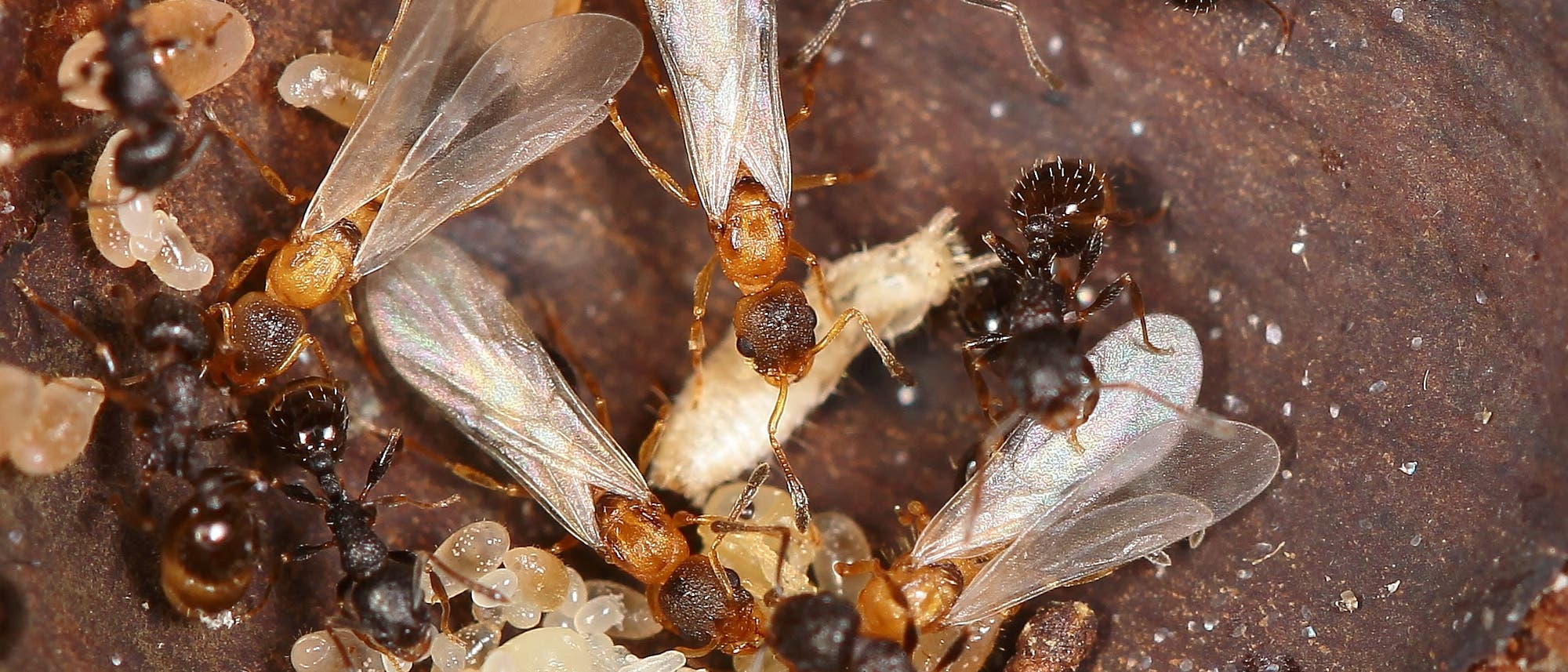 Eine Nahaufnahme eines Ameisennests zeigt gefl&uuml;gelte Ameisen und Arbeiterameisen, die um Eier und Larven herum aktiv sind. Die gefl&uuml;gelten Ameisen haben schimmernde Fl&uuml;gel, w&auml;hrend die Arbeiterameisen dunkler sind. Die Szene spielt sich auf einer erdigen Oberfl&auml;che ab, die das Nest darstellt.